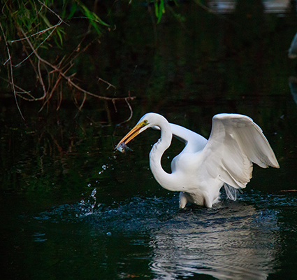 egret.jpg